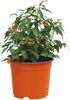 vidaXL Runder Blumentopf 100 pcs Terrakotta Ø 10 x 8 cm Kunststoff 42029485 Bild 3