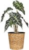 Scheurich Blumentopf Ø 30 cm Wasserhyazinte natur Bild 3