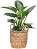 Scheurich Blumentopf Ø 26 cm Wasserhyazinte natur mit zwei Griffen Bild 2