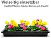 BigDean Pflanzschale Pflanzschale 59x39x6 cm ideal als Pflanzwanne (Set, 1 St, Anzuchtschale), Kräuteranzucht, Gemüseanzucht, Pflanzenzucht. Bild 3