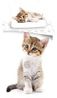 Kitten Design Kuschelige Bettwäsche Baumwolle, 140x200 cm & 70x90 cm Bild 5