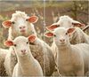 banjado Herd-Abdeckplatte Glas Schaffamilie, (gehärtet, 2 tlg, inkl. selbstklebende Gummifüßchen) Bild 4