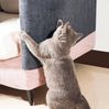 FOUORTUNATE-BEE Kratzmatte Kratzschutz für Sofa selbstklebend 2er Set Katzen, Katzen Kratzmatte zuschneidbar für Möbel & Wand Bild 2