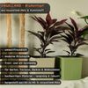 Engelland Pflanzkübel Blumentopf aus recyceltem Kunststoff & Holz (WPC), Rillenoptik (UV-beständig, wetterfest, quadratisch), Blumenkübel für Garten, Balkon, Terrasse, Innen- und Außenbereich Bild 2