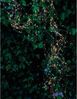 Sirius Knirke Lichterkette 500 LEDs - Klar/Grün Bild 1