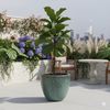 Keramik Blumentopf Eggpot Moosgrün Ø 38cm - Frostfest Pflanzkübel Verlauf Glasur Bild 3