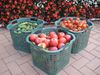5x Erntekörbe Kartoffelkorb Gartenkorb lebensmittelecht, 25L Laubkorb Obstkorb 40x40cm Drehstapelkorb - Kunststoffkorb stapelbar, grün, extrem robust Bild 2