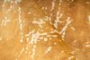 Dolce Vita 225 Gold 80cm x 150cm Bild 4