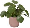Elho Blumentopf Vibes Fold Ø 18 x 17 cm zartrosa Bild 4