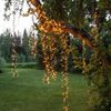 MARELIDA LED-Lichterkette LED Lichterkette f.Außen IP44 800 bernstein gold warmweiße LED 16m, 800-flammig Bild 5