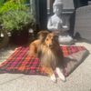 Fashion Dog Double-Face Hundedecke - 100 x 70 cm - Braun Bild 1