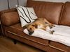 TrendPet Tierdecke Harmony creme, gefütterte Hundedecke, 100% Polyester, in verschiedenen Größen erhältlich Bild 4