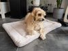 TrendPet Tierdecke Harmony creme, gefütterte Hundedecke, 100% Polyester, in verschiedenen Größen erhältlich Bild 2