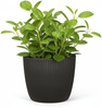 Scheurich Aura, Blumentopf aus Keramik, Farbe: Anthrazit, 27,5 cm Durchmesser, 24,5 cm hoch, 10,32 l Vol. Bild 2