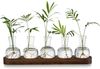 Glasseam Pflanzen Terrarium Glasvase Set Hydrokultur Holztablett Bild 1