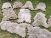 Provellus Fellteppich Öko Schaffell Lammfell Taupe 2. Wahl Bis 140 cm, 30x30cm rund Bild 2