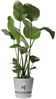 Elho Pflanztopf Greenville Ø 25 x 23 cm living beton Bild 4