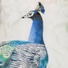 Estella Bettwäsche Peacock 4733 985 Multicolor Mako Satin 135 x 200 + 80 x 80 cm Bild 4