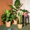Scheurich Blumentopf Ø 24 cm Wasserhyazinte natur Bild 2