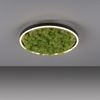 JUST LIGHT 15391-66 GREEN RITUS LED Deckenleuchte Moos 40cm Bild 2