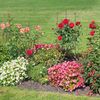 Rankhilfe 60 cm 4er Set Bild 5