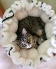 Haustier Kokon 2 in 1 Versteck aus Merinowolle Bild 5