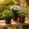 Garronda Blumentopf rund hoch Kunststoff mit Drainagelöchern Pflanztopf für GD-0203 (20 St, 20er Set) Bild 2