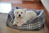 Aumüller Plüschsofa Schottland Grau, 50 cm - kuscheliges Hundesofa Bild 2