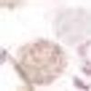 Primera Edelflanell Bettwäsche 135x200 Blumen Retro flieder silber 174143-44 Bild 2