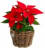 Van der Leeden Blumentopf Blumenkorb Blumentopf Pflanzkübel Rattan Weide Sylter Korb Drypot (1 St), 27x20 cm, Rattan, 4,5 L, Naturprodukt, incl. Kunststoffeimer Bild 3