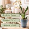 Orchideentopf Transparent Orchideen Übertopf Orchideentopf Plastik mit erhöhtem Boden Blumentopf Innen mit Stufenboden Durchsichtige Pflanztöpfe Ø 16 cm Rauchfarbig Bild 3