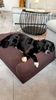 StepOne Hundebett S, Cord braun, 76 x 18 x 51 cm, Bezug waschbar Bild 2