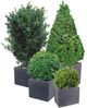 4er Set Pflanzkübel "Kubus" Übertöpfe Blumentopf 50cm Kunststoff Bild 4