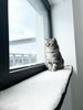 Fensterbankauflage für Katzen 90 x 25 cm Katzenbett Bild 3