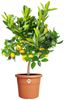 Elho Blumentopf Algarve Cilindro Ø 35 x 29 cm terra Bild 2