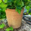Aged Terracotta Blumen Topf "Long Tom" Bild 3