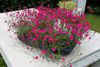 VIVANNO Pflanzschale Fiberglas ZOEY Schale - Anthrazit Matt (1 St), 64x24x10 cm Bild 3