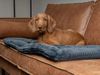 TrendPet Tierdecke Harmony anthrazit, gefütterte Hundedecke, 100% Polyester, in verschiedenen Größen erhältlich Bild 2