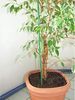 24 Stück Blumenstab 140 cm Bambus Pflanzenstütze Halter Rankhilfe Garten Außen Bild 3