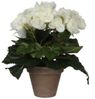 Mica Begonia im Topf weiß, 25 x 20 cm Bild 3