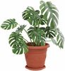 vidaXL Runde Blumenplatte 24 pcs Ziegelrot Ø 14 x 2 cm Kunststoff 42020316 Bild 3