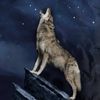 Wolf Bettwäsche Vollmond Digitaldruck ESPiCO Sleep and Dream 135 x 200 + 80 x 80 cm Bild 5