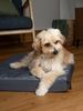 TrendPet Tiermatratze VitaMedog WET - orthopädische Matratze, wasserabweisend, orthopädisch Bild 4