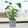 KONZEPT Blumentopf mit Untersetzer, großer Übertopf aus Kunststoff für Zimmerpflanzen (32,5 cm (20 Liter), modern und wetterfest, für Innen und Außen Bild 4