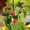 Relaxdays Rankhilfe Blumendesign Bild 3