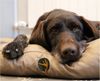 Waidmeister Hundematte Tierbett Hundekissen Hundebett wasserabweisend Bild 2