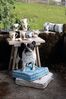 Hutschenreuther Becher My Mug Hunde - franz. Bulldogge Becher mit H. 0,4 l, Bone China, Tassen Bild 2