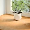 vidaXL Fensterbänke 2 Stk. Hellbraun 120x15x2 cm Massivholz Eiche 4009130 Bild 3