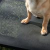 belviona Hundeliege erhöht, wetterfestes Outdoor-Hundebett mit stabilem Metallrahmen, atmungsaktiv & pflegeleicht, 75x47 cm, schwarz Bild 2