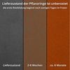 Czaja Pflanzkübel Pflanzring Ø 60 cm Edelrost - Hochbeet Pflanzgefäß, Pflankübel, unberostet, rostet mit der Zeit Bild 3